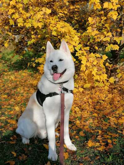 Die Dogorama Kalender Challenge Titelbild-Beitrag-Bild