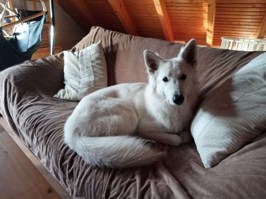 Alles rund um den Schäferhund, diskutieren erwünscht.-Beitrag-Bild