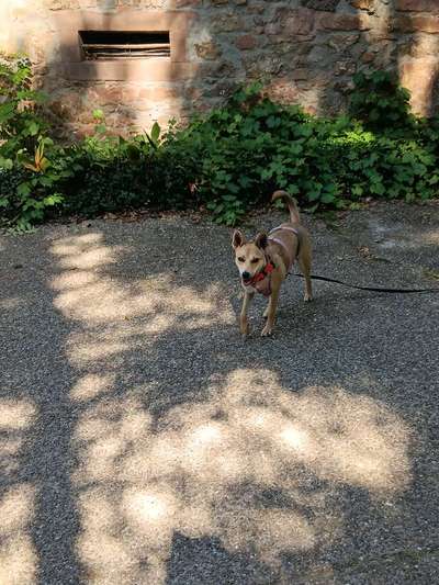 Hundetreffen-Freundschaft schließen in Mörlenbach-Bild