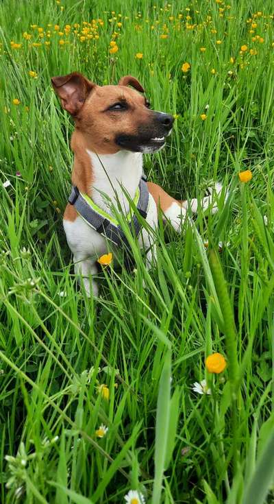 Wo sind die Jack und Parson Russell Terrier?-Beitrag-Bild