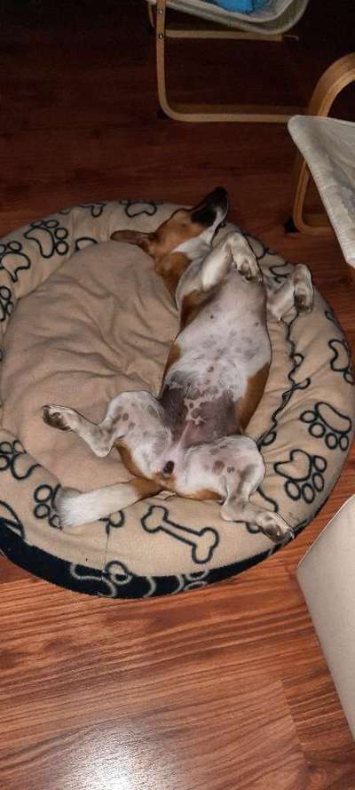 Wo sind die Jack und Parson Russell Terrier?-Beitrag-Bild