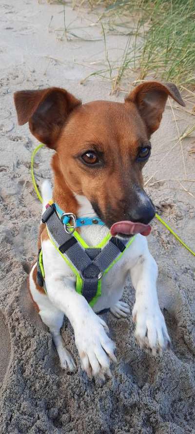 Wo sind die Jack und Parson Russell Terrier?-Beitrag-Bild