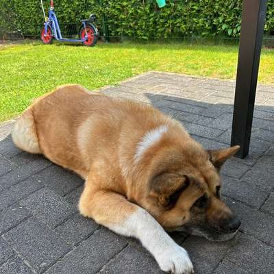 aktuelles Foto Gruppe Akita Inu / American Akita