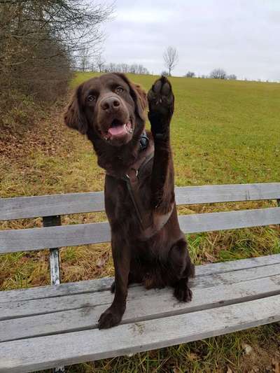 Hundetreffen-Trainingspartner/Social walk/Spiel-Bild