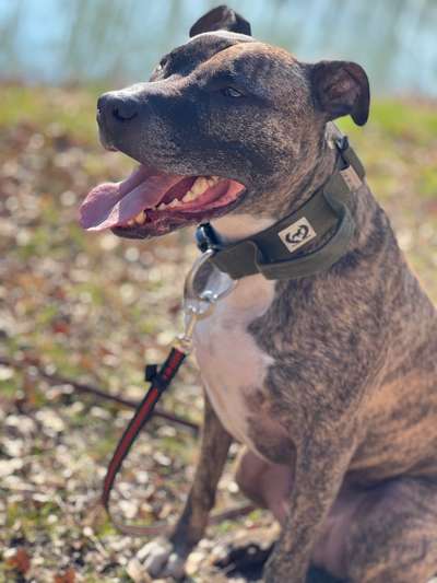 Freunde von 'Kampfhunden'-Beitrag-Bild