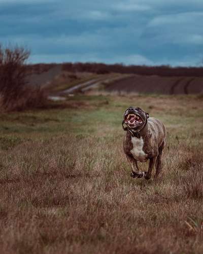 Dogorama Photo Challenge - Fail/Outtakes-Beitrag-Bild