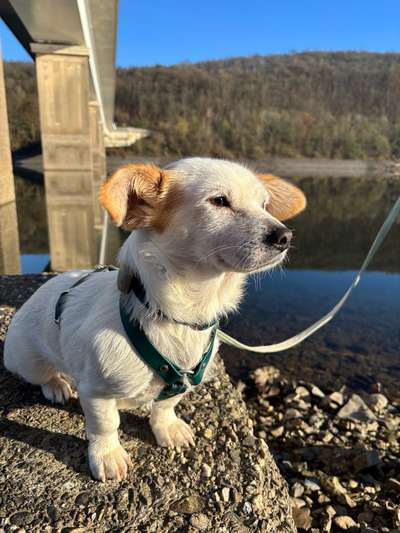 Hundetreffen-Kleine Hundefreunde gesucht-Bild