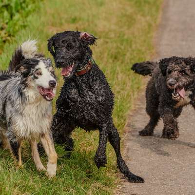 Hundetreffen-Gassi /  kleine Wanderungen-Bild