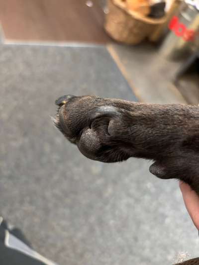 Vorderpfote, Fuß Kralle-Beitrag-Bild