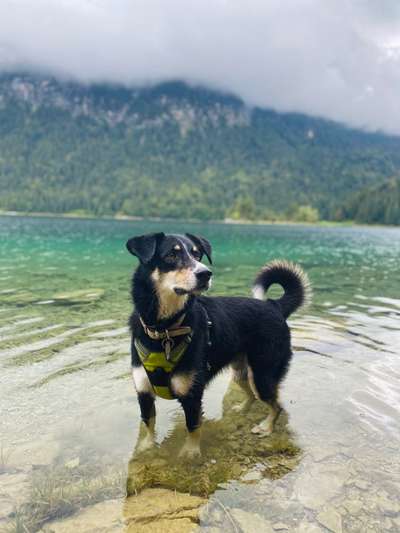 Dogorama-Monats-Challenge-Mai "Wasser"-Beitrag-Bild