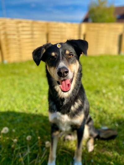 Die Dogorama Monats Challenge "Es grünt und blüht"-Beitrag-Bild