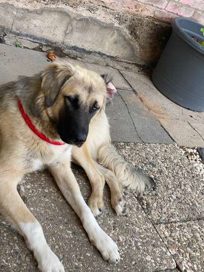 Welche Hunderasse-Beitrag-Bild