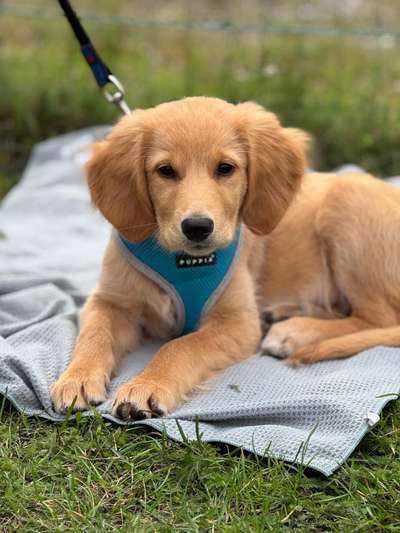 Hundetreffen-Welpentreffen in hameln-Bild