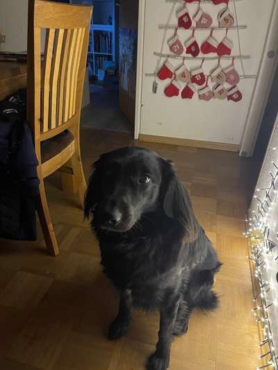 Mischlinge raten - Rätselspaß-Beitrag-Bild