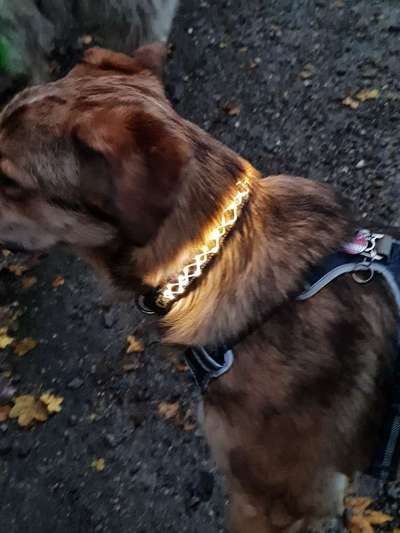 Beleuchtung beim Gassigang-Beitrag-Bild