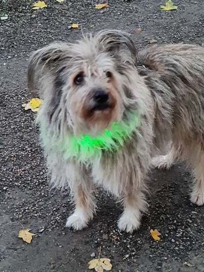 Beleuchtung beim Gassigang-Beitrag-Bild