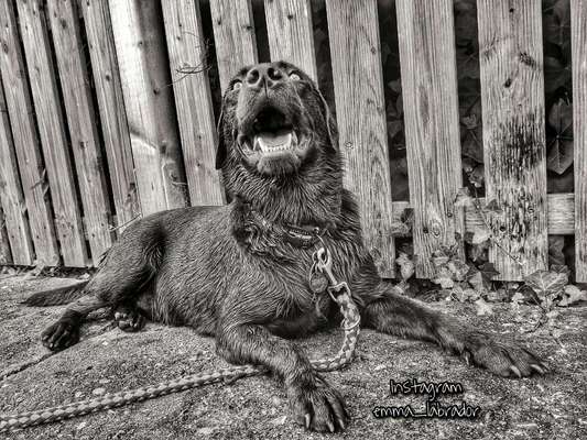 Foto's und Hundemodels-Beitrag-Bild