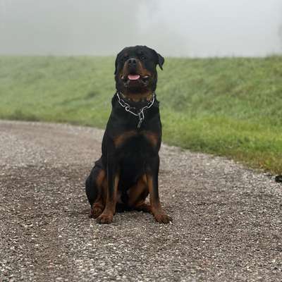 Hundetreffen-Freundschaften knüpfen-Bild