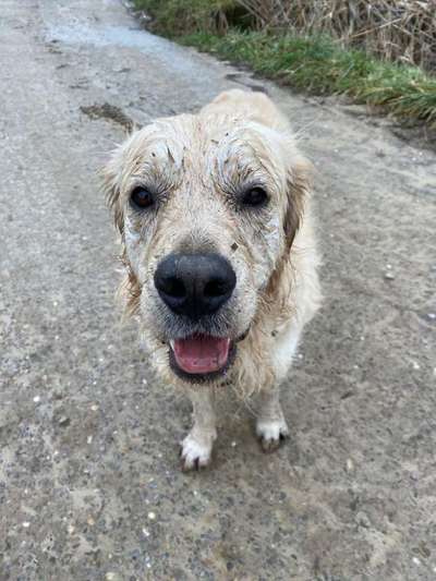 Die Dogorama Kalender Challenge Titelbild-Beitrag-Bild