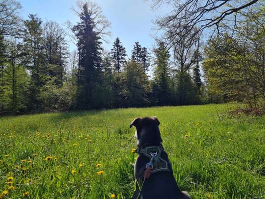 Die Dogorama Monats Challenge "Es grünt und blüht"-Beitrag-Bild