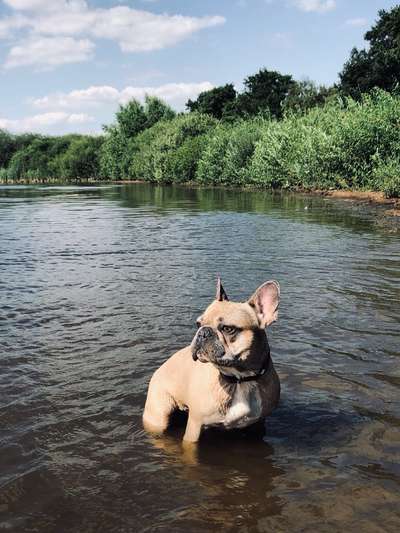 Dogorama-Monats-Challenge-Mai "Wasser"-Beitrag-Bild