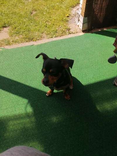 Hundetreffen-Hunde treffen zum angewöhnen-Bild