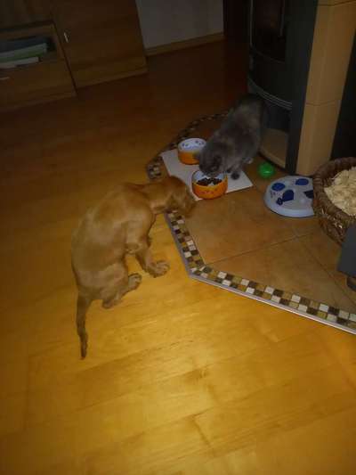 Welpe kommt zu Kater-Beitrag-Bild