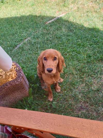 Cocker Spaniel-Beitrag-Bild