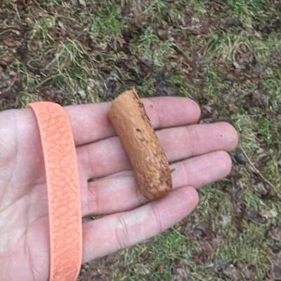 Giftköder-Wiener Würstchen mit weißen Spuren daran-Bild