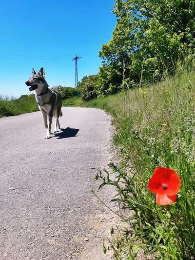 Hundetreffen-Spazieren - Zweibrücken-Bild