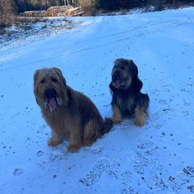 Hundetreffen-Gassi Runde/ Wandern / gemeinsames Training-Bild