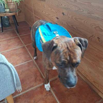 Antizieh Geschirr Amstaff-Beitrag-Bild