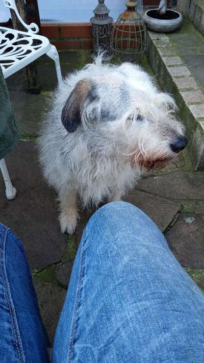 Können Schnauzer fremdbetreut werden?-Beitrag-Bild