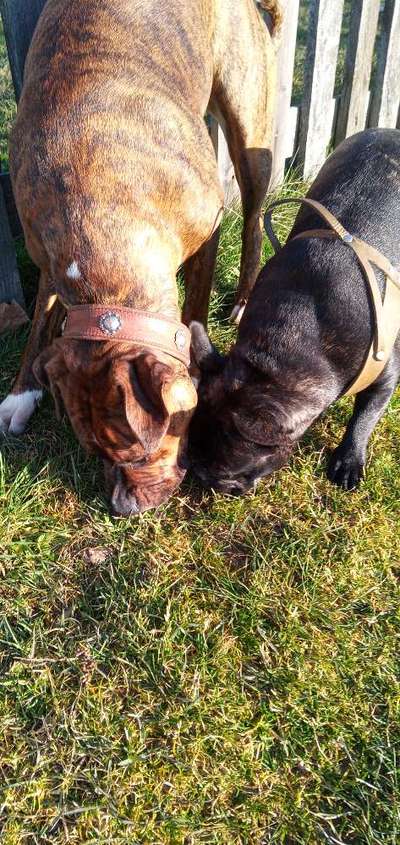 Französische Bulldoggen-Beitrag-Bild