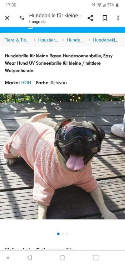 Französische Bulldoggen-Beitrag-Bild