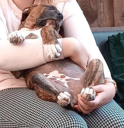 Als Welpen sind sie alle noch süßer-Beitrag-Bild