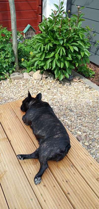 Französische Bulldoggen-Beitrag-Bild