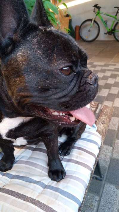 Französische Bulldoggen-Beitrag-Bild