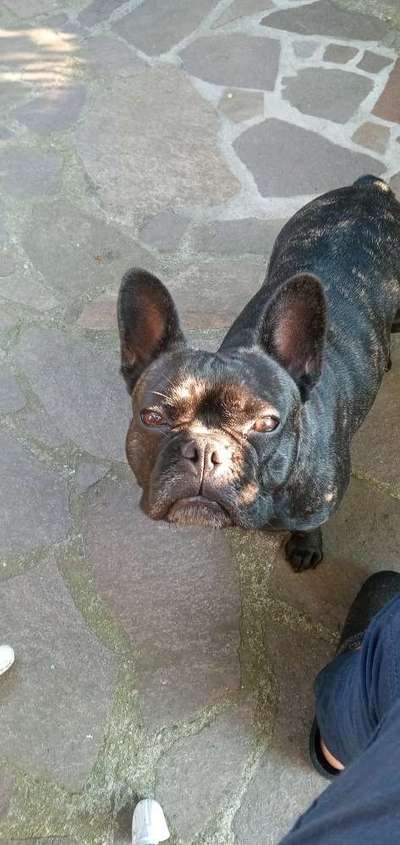 Französische Bulldoggen-Beitrag-Bild