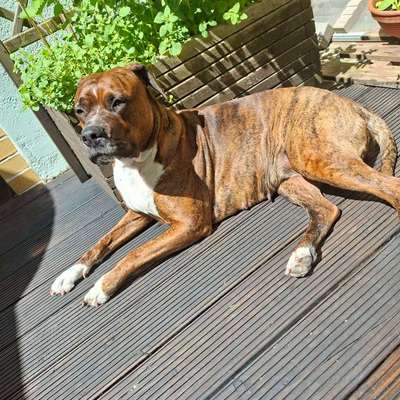 Traumhunde?-Beitrag-Bild