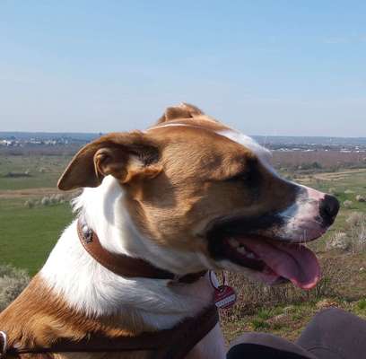 Handy Fotochallenge Nr. 52: Dein Hund mit blauem Himmel-Beitrag-Bild