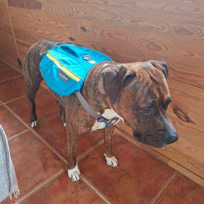 Antizieh Geschirr Amstaff-Beitrag-Bild