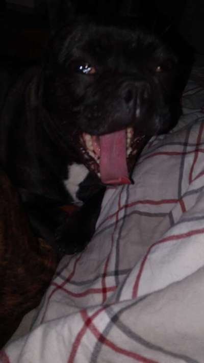 Französische Bulldoggen-Beitrag-Bild