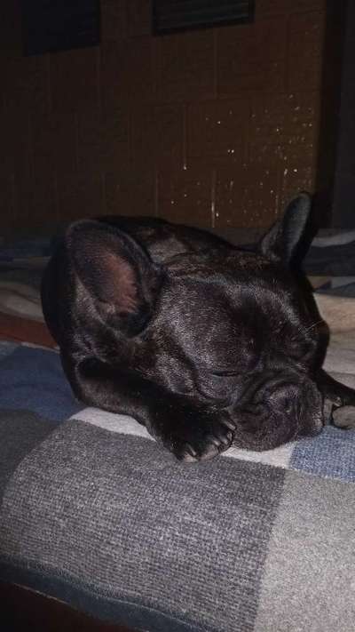 Französische Bulldoggen-Beitrag-Bild