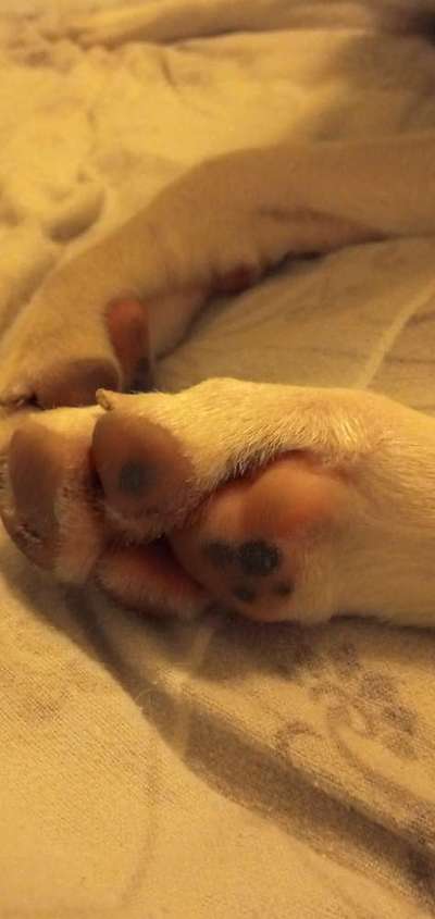 Fusspics sind out, Pfoten for the win!-Beitrag-Bild