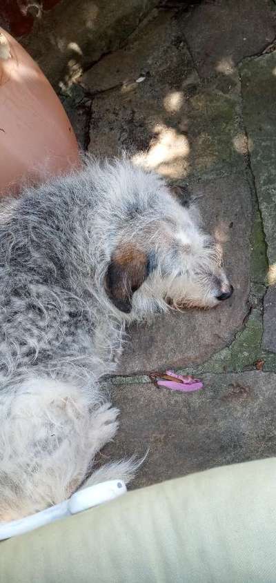 Als Welpen sind sie alle noch süßer-Beitrag-Bild