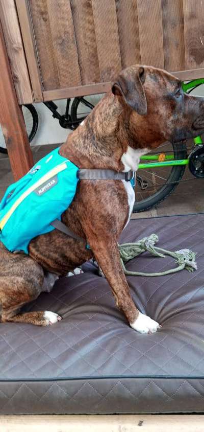 Wie sitzt mein Geschirr?-Beitrag-Bild