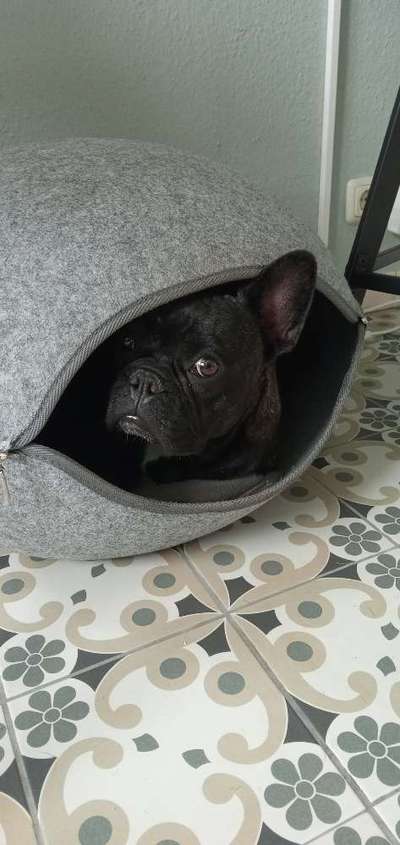 Französische Bulldoggen-Beitrag-Bild