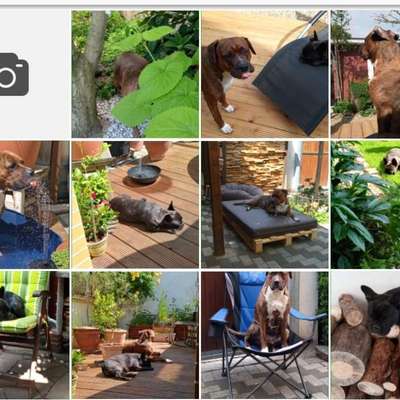 Der perfekte Hundegarten-Beitrag-Bild