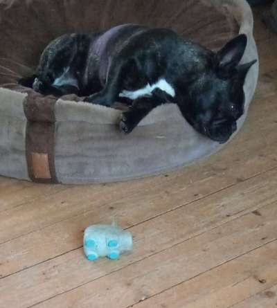 Französische Bulldoggen-Beitrag-Bild